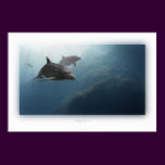 dolphins