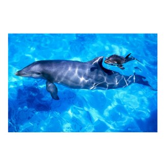 dolphins print