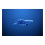 Dolphins