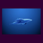 Dolphins