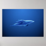 Dolphins Print