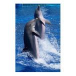 Dolphins Poster