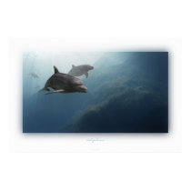 dolphins posters by visionaryplaces dolphins posters