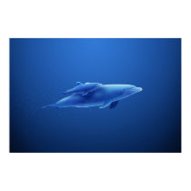 Dolphins posters