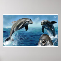 Dolphins Print
