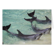 Dolphins, Sea World, Gold Coast, Queensland, Cards