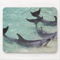 Dolphins, Sea World, Gold Coast, Queensland, Mouse Pads