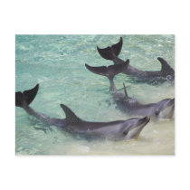 Dolphins, Sea World, Gold Coast, Queensland, Postcards
