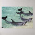 Dolphins, Sea World, Gold Coast, Queensland,