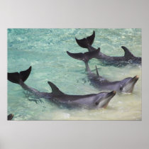 Dolphins, Sea World, Gold Coast, Queensland,