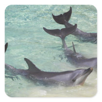 Dolphins, Sea World, Gold Coast, Queensland, Sticker