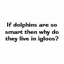 Dolphins t-shirts