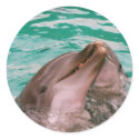 Dolphins Stickers