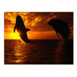 Dolphins Symphony at Sunset Postcard