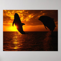Dolphins Symphony at Sunset Posters