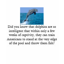 Dolphins Women's T-Shirt