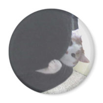 Domestic Cat Magnet