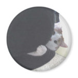 Domestic Cat Magnet