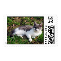 Domestic cat postage stamp