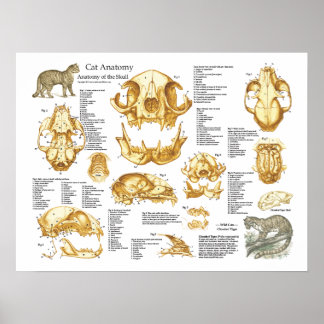 Veterinary Posters | Zazzle