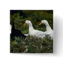 Domestic Ducks Buttons