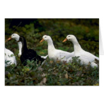 Domestic Ducks Greeting Cards