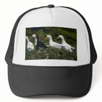 Domestic Ducks Mesh Hats