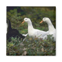 Domestic Ducks Magnet