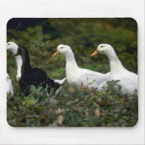 Domestic Ducks Mousepad