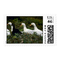 Domestic Ducks Stamps