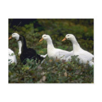 Domestic Ducks Post Card