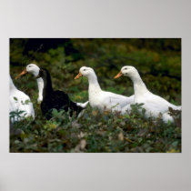 Domestic Ducks Poster