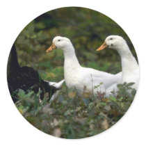 Domestic Ducks Sticker