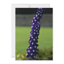 Domestic flower, Stratford, Ontario, Canada Announcements