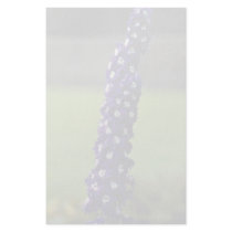 Domestic flower, Stratford, Ontario, Canada Stationery Paper