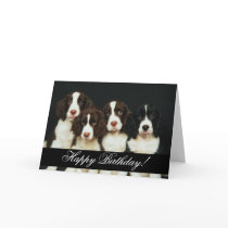 Domesticated Animals 252 Happy Birthday cards