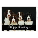 Domesticated Animals 252 Happy Birthday cards