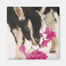 Domesticated British Alpine goat (kid). Black Fridge Magnets