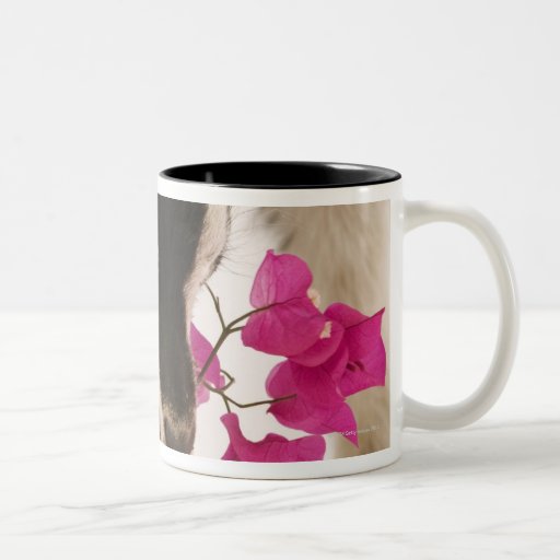 Domesticated British Alpine goat (kid). Black Coffee Mug