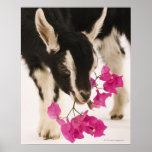 Domesticated British Alpine goat (kid). Black Posters