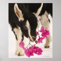 Domesticated British Alpine goat (kid). Black Posters