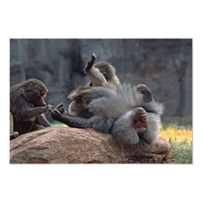 dominant baboon