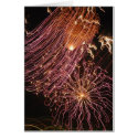 Dominica Fireworks 3 cards