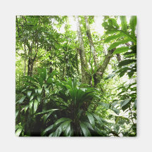 Dominican Rain Forest Magnet