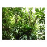 Dominican Rain Forest Photo Print