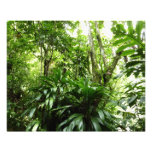 Dominican Rain Forest Photo Print