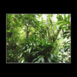 Dominican Rain Forest Postcard