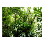Dominican Rain Forest Postcard
