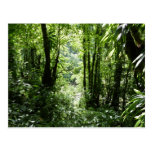Dominican Rain Forest Postcard
