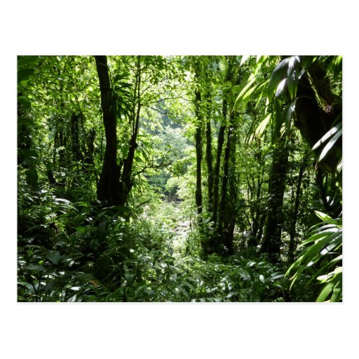 Dominican Rain Forest Postcard